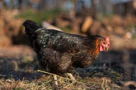 Premium Photo Free Range Hens In A Traditional Organic Poultry Farm