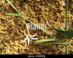 Image result for Orthanthera