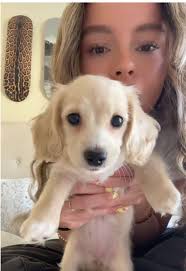 Mini Cream Long Haired Dachshund