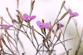 Image result for Canscora diffusa