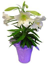 Easter plant gifts are a lovely option if you'd like to send a gift they can enjoy for years to come finding charming easter plants or bouquets to enjoy yourself or send to friends and loved ones is. 6 Plants That Make Beautiful Easter Gifts