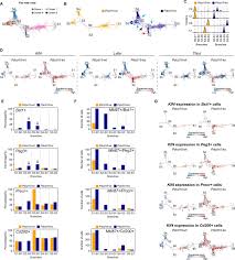 Animal cell shape like irregular branches. Mapping Endothelial Cell Diversity In Cerebral Cavernous Malformations At Single Cell Resolution Elife