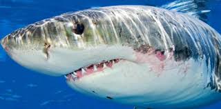 Rechinii albi sunt cei mai mari peşti prădători din lume şi ajung să cântărească, în general, peste 2.200 kg şi să măsoare 4,5 metri. Mare Rechin Alb Caracteristici È™i RazÄƒ De AcÈ›iune Cel Mai Mare Rechin Alb Cate Kg De PeÈ™te Poate SÄƒ MÄƒnance Un Rechin Alb