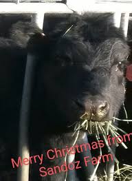 Merry Christmas to our community. Enjoy all of your family and friend times  together over this next week.