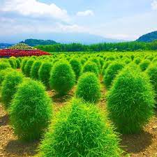 instagram photo by manami kato 25 jul 12 2016 at 3 59am utc instagram posts instagram photo instagram