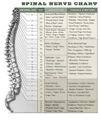 All about the back muscles. Spinal Nerve Chart