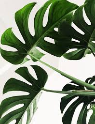 Monstera Print Monstera Leaf Art Tropical Print Leaf Print Monstera Wall Art Monstera Printable Printable Art Wall Decor Leaf Art Wall Printables