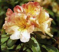 Rhododendron Dexter S Springtime Rhododendron Plant Fragrant Flowers Smelling Flowers