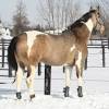 Fantasy is an all around mare, that has been shown in ranch riding. 1
