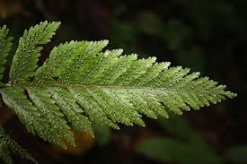 Image result for Hymenophyllaceae
