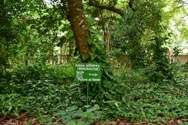 Image result for Xylopia aethiopica