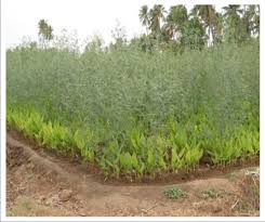 Image result for Sesbania rostrata