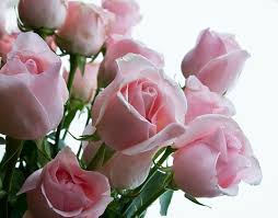 Maybe you would like to learn more about one of these? Close Up Roses Pink Close Up Mawar Pink Wallpaper Hd Wallpaperbetter