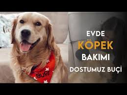 Evde Kopek Bakimi En Kapsamli Video Kopek Icin Hazir Misiniz Youtube
