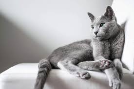 Russian blues were first imported to north america in the early 20th century, but serious breeding programs were not developed until midcentury, when cats from england and scandinavia were brought in. 8 Pdtrnnv3sdfm