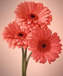 Three Gerberas 1 By Joseph Gerges In 2020 Gerbera Flower Coral Flowers Beautiful Flowers
