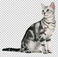 Short hair is cool, classic, stylish, and easy to manage. American Shorthair British Shorthair European Shorthair Burmese Cat Birman Png Clipart Animal Animals Asian Carnivoran Cat
