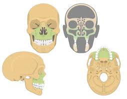 Maxilla bone: anatomy and diagram | GetBodySmart