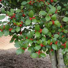Free delivery for many products! Buy American Holly Ilex Opaca 15 Seeds Online Seeds Hobbyseeds Store