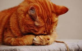 Cats are cute and cuddly, but they're also known for their unusual and unpredictable behavior. Why You Should Never Ignore This Unusual Cat Behavior Everhart Veterinary Medicine