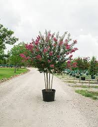 In fall the leaves turn a brilliant yellow, orange or red before the trunks of the trees can be quite attractive ranging from pale cream to dark cinnamon or rich brown in color. Tuscarora Crape Myrtle Dallas Texas Treeland Nursery
