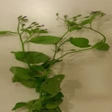 Image result for Ocimum filamentosum