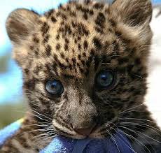 شوف صور جديده صوره نمر صغير Cute Baby Animals Baby Animals Cute Animals
