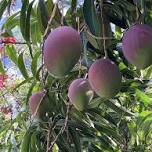 Mango Madness: Second Saturday at the Garden