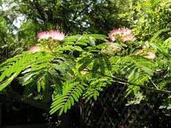 Image result for Albizia odoratissima