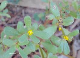 Image result for Portulaca centrali-africana