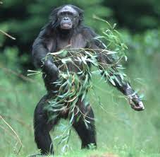 Sehr viele fotos verdeutlichen den text. Bonobos Die Hippies Unter Den Menschenaffen Bevorzugen Rupel Welt