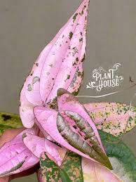 Image result for Phaulopsis sangana