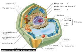 Animal Cell And Plant Cell Forestrypedia