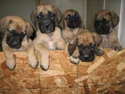 Mastiff puppies for adoption in iowa. Mastiff Puppies In Arizona
