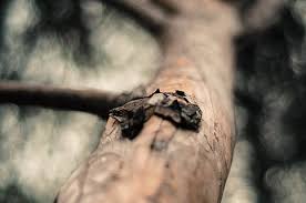 Never cut and burn live trees or bring firewood from another area. Page 25 Royalty Free Forest Park Photos Free Download Piqsels
