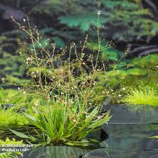 Image result for Aneilema lanceolatum