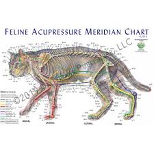 Feline Acupressure Meridian Chart Poster Laminated