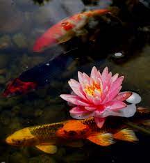 Fill a fish bowl, aquarium or container with water that is completely chlorine free and place it in an area where it is at least 95 percent shaded. How To Get Rid Of Tadpoles In Pond