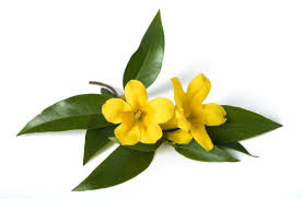 Image result for Gelsemiaceae