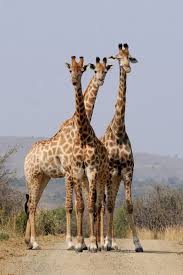 صور حيوانات جميلة 2020 Africa Animals Wild Animals Pictures Giraffe Pictures
