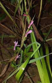 Image result for Cyphia mazoensis