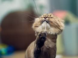 Watch for symptoms in your pet. What To Do If Your Cat Is Losing Hair