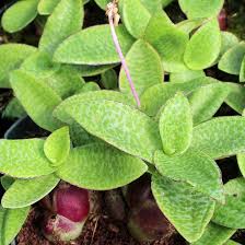 Image result for Ledebouria