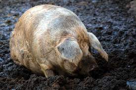 Schon Matschig Foto Bild Tiere Zoo Wildpark Falknerei Saugetiere Bilder Auf Fotocommunity