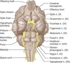 Cat dissection a laboratory guide. Comparative Anatomy An Overview Sciencedirect Topics