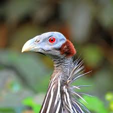 Pin On Poultry And Supplies