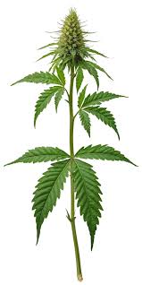 Image result for Cannabaceae