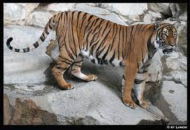 Vyaghrasana is an indian translation for tiger pose. Tiger Posing By Lunchi On Deviantart