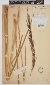 Image result for Coelachne africana