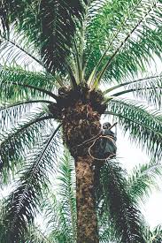 Image result for Elaeis